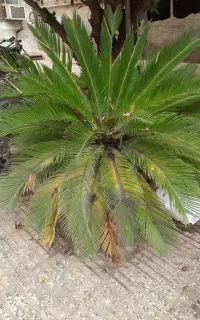 گل سیکاس بزرگ