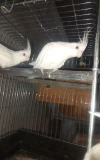 عروس هلندی مولد
