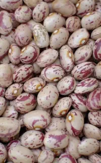 فروش لوبیا چیتی