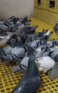 پلاکی نر از جفتگاه زده بیرون