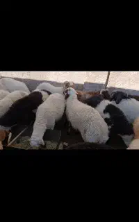 بره