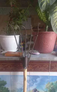 شنگش