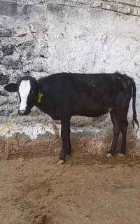 گوساله