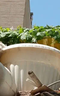 گلدان کریر