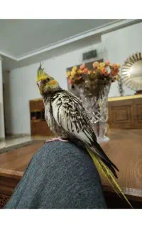 عروس هلندی گم شده