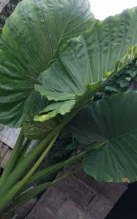 گل بابا ادم