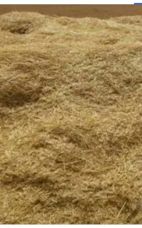 کاه عدس کیلو 40