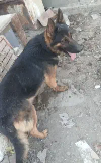 فروش سگ ژرمن نر۲ساله