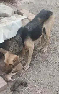 سگ هاسکی