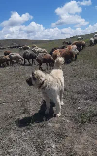 سگ گله نگهبانی