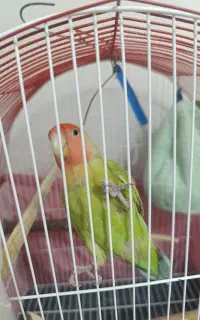 طوطی برزیلی نر دستی