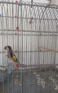 سهره فروشی توافقی