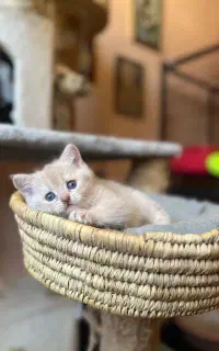 زیباترین گربه های بریتیش