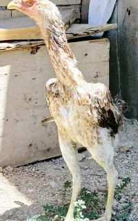 خروس و مرغ لاری