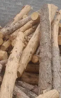 چوب کاج خشک