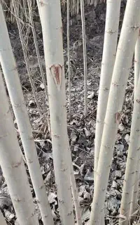 صنوبر نیگرا مناسب مازندران