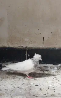 کفتر دوتا ماده الماسی