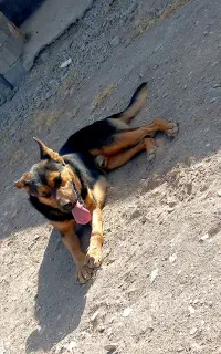 سگ ژرمن نر