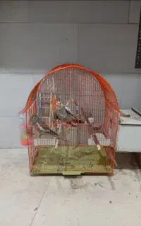قفس