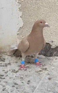 زرد پلاکی