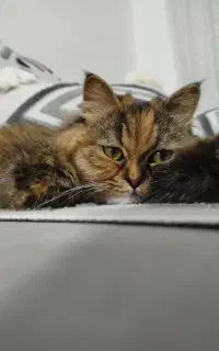 گربه پرشین رنگ و نژاد نایاب اقیم شده با تمام وسایل