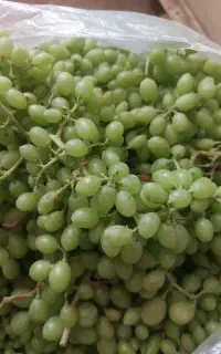 غوره عسگری وفخری ۷۰
