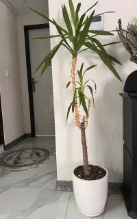 یوکا سرحال