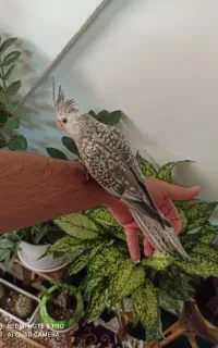 بدلیجات عروس