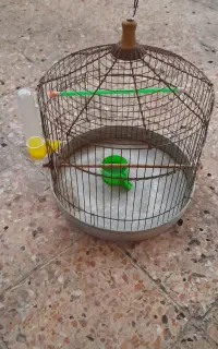 قفس