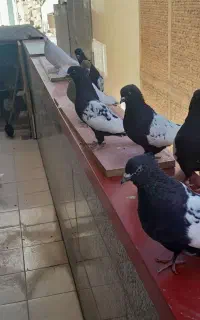 کبوتر قره کوینح اوچان