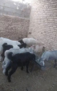کیلو ۷۰۰