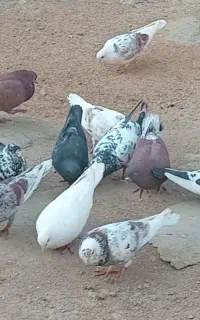 ۱۵کبوترهمه باهم