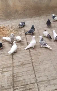 کبوتر