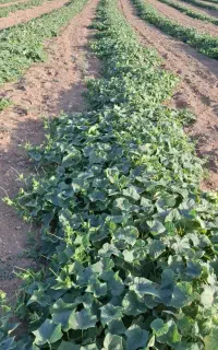 کارگر برای خیار چیدن
