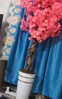 گلی