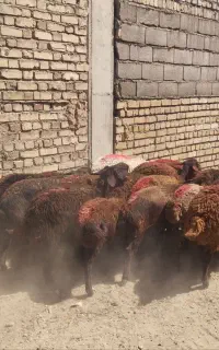 بره ماده افشاری