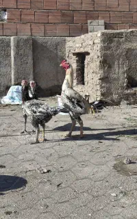 خروس لاری