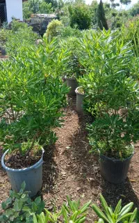 فروش.مبخک.هلندی.سطل.زباله