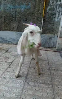 بز پاکستانی ماده  6 ماهه