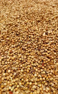 گشنیز کمباینی تمیز