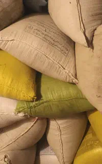 گندم
