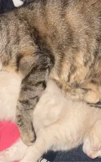 واگذاری گربه