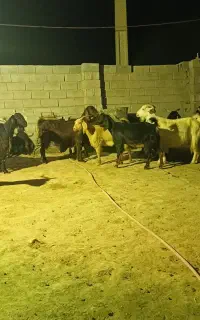 بز کهردار