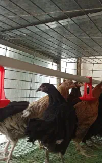 جوجه جهادی دم به تخم پنج ماهه