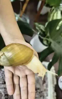 حلزون