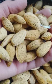 گردو و بادام