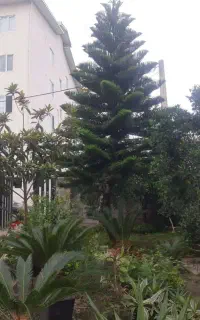 فروش کاج مطبق