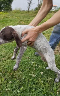 توله شکاری پوینتر آلمان