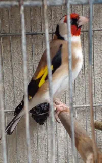 سهره نر اردبیل