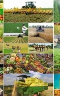 اخذ سند تک برگ و سایر مجوزها